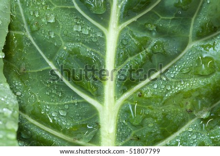 A close up of a collard green leaf with water drops on it.