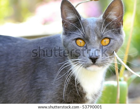 A side view portrait of a domestic cat.