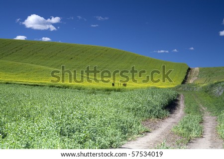 A dirt roads leads through a farm field on a sunny day near Steptoe, Washington.