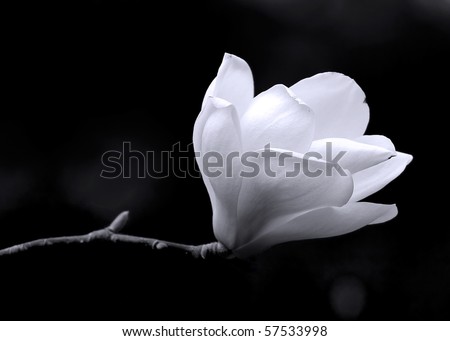 A black and white fine art portrait of the flower from a magnolia tree.