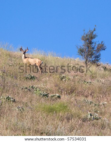 A deer stands on the side of a hill at Steptoe Butte in Washington.