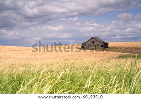 An old barn sits in a field filled with crops in the palouse region of eastern Washington.