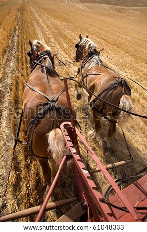 Two draft horses working at pulling the wagon in the field.