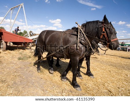 COLFAX, WASHINGTON-SEPT 6: Unidentified farmers harvest wheat using an old combine on September 6, 2010 in Colfax. The threshing bee uses old machines and Draft horses and attracts crowds.