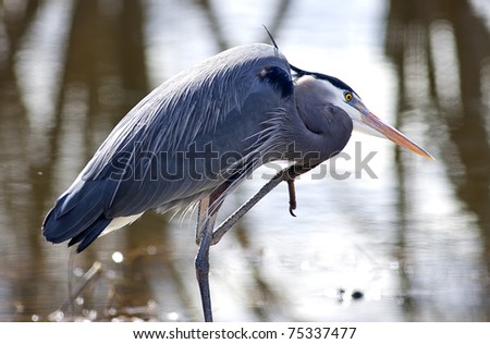 A great blue heron lifting its leg to scratch its head.