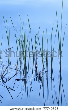 Blades of grass rise up out of the still lake water casting their reflection.