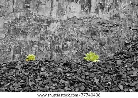 Photo manipulation of green plants against a black and white rock wall.