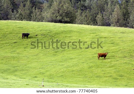 A couple of cows are grazing on the side of a grassy hill.