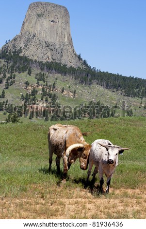 A larger longhorn steer pushes another smaller cow from behind near Devils Tower, Wyoming.
