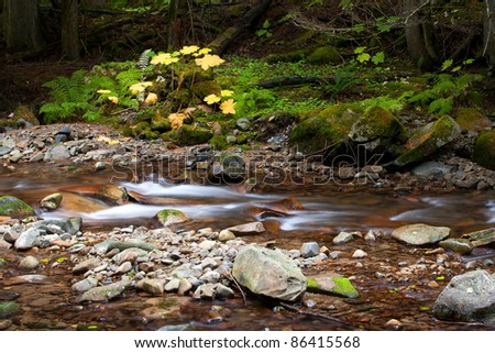 A yellow plant stands next to a swift moving mountain stream.