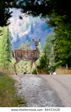 A deer stands by the side of a dirt road.