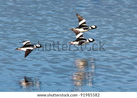 Bufflehead waterfowl fly fast just above the water casting their reflections on Lake Coeur d\'Alene in northern Idaho.
