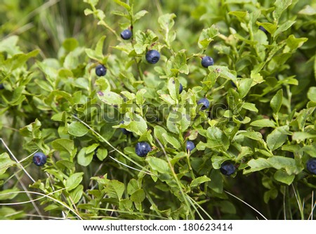 Close-up of wild growing blueberry bush with berries