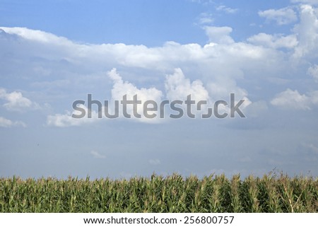 Corn field on a late autumn day