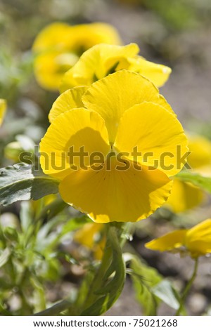 Yellow pansy on a flowerbed in back lighting