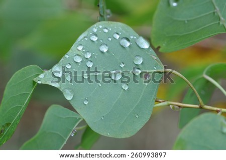 macro of water drops on the back of a green leaf