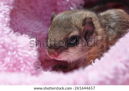 closeup of a single baby flying squirrel (Pteromyini or Petauristini) nestled in pink