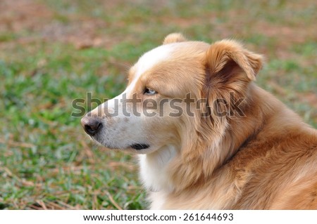 Blond and white dog with blue eyes in profile laying in the grass