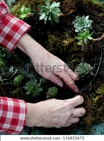 Hands of elderly woman crafting a succulent wreath.