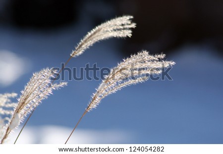 Winter grasses