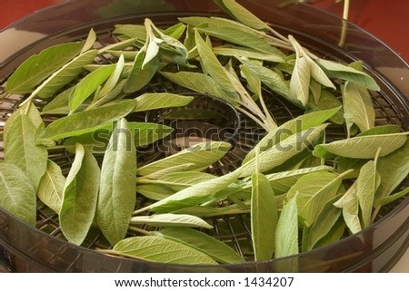 Sage leaves drying on rack with red accent color in background.