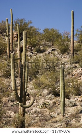 Saguaro Cactus on barren American southwest hillside.