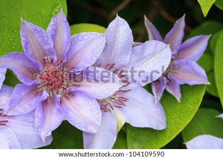 Close up of  blue clematis flowers covered dewy