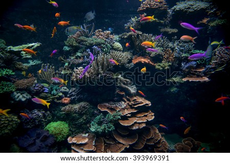 Colorful aquarium, showing different colorful fishes swimming
