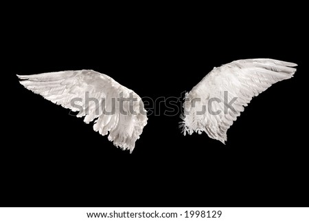 stock photo two wings isolated on black background