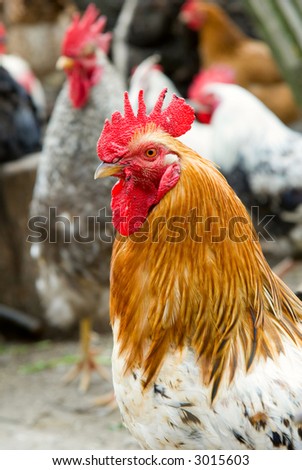 Rooster and hens rural scene