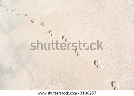 Dog\'s traces on the sand dune