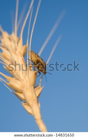 Ugly pest insect crawling on wheat crops