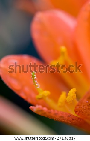 Red flower petals with dew drops closeup
