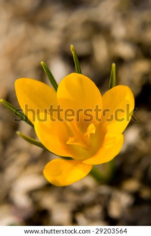 Single yellow spring flower with green leaf blades
