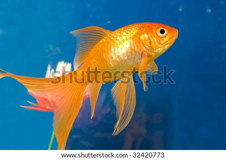 aquarium fishes images. Tropical aquarium fish in