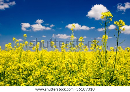 Rural background with yellow flower field and blue sky with clouds