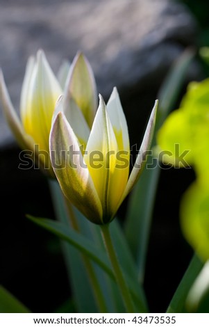 Picture of brightly lit yellow flowers