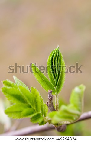 Picture of green leaf and bud on tree branch