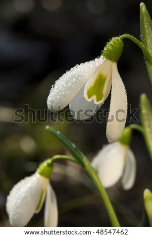 star sparkle snowdrops  in morning dew