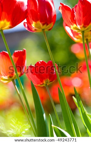 Beautiful tulips lit by daylight sun