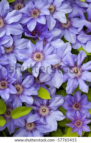 Texture of clematis blue  flowers