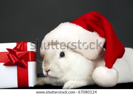 Funny rabbit in Santa hat with Christmas box over dark background
