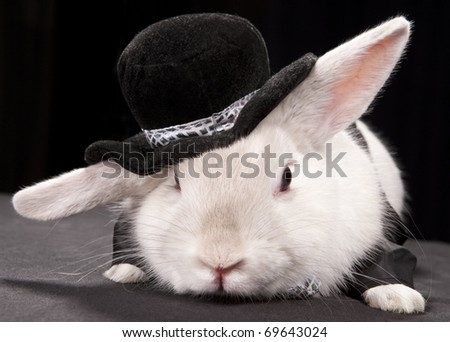 Portrait of cute rabbit in top hat and bow-tie. Isolated on dark background