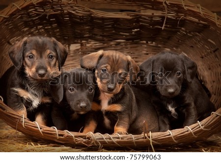 Four dachshund puppies purebred in basket. One from them winking at you