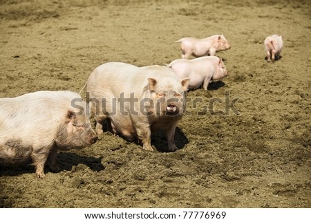 Pink Pig Farm