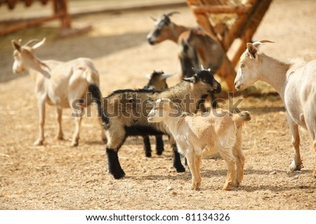 Grazing she-goats in the farm