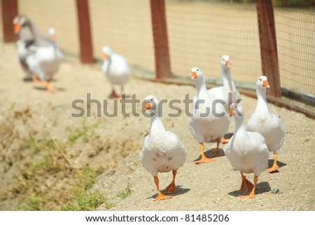 wild goose chase at farm