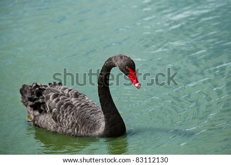 A black swan swimming on a pond.