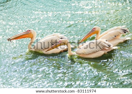 Three white pelicans wading in a pond. One of them swallowing a fish