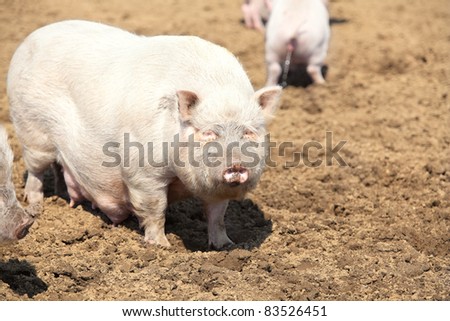 Family of pink pigs on the farm